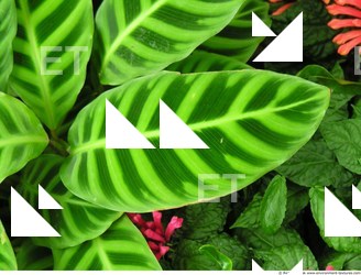 Photo Texture of Leaves