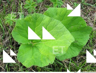 Photo Textures of Plants