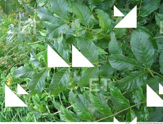 Photo Textures of Plants