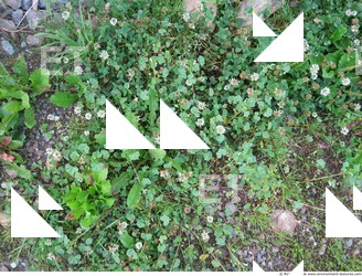 Photo Textures of Groundplants