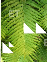 Photo Textures of Plants Fern