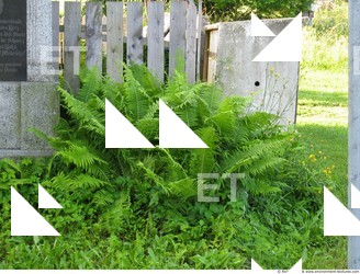 Photo Textures of Plants Fern