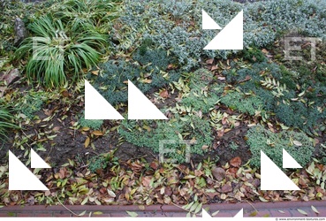 Photo Textures of Groundplants