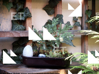 Photo Textures of Trees