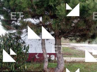 Photo Textures of Trees