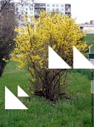 Photo Textures of Plants Bush