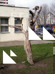 Photo Textures of Trees