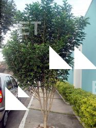 Photo Textures of Trees