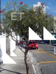 Photo Textures of Trees