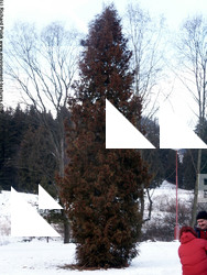 Photo Textures of Trees