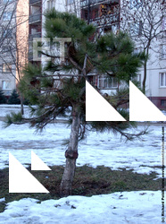 Photo Textures of Trees