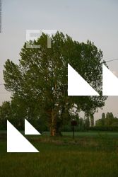 Photo Textures of Trees