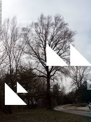 Photo Textures of Trees