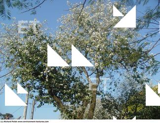 Photo Textures of Trees