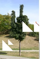 Photo Texture of Trees