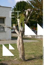 Photo Textures of Tree