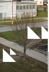 Photo Texture of Tree