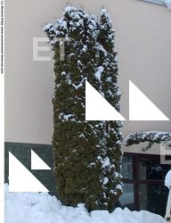 Photo Texture of Trees