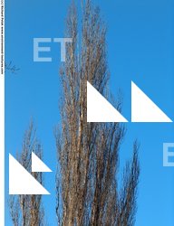 Photo Textures of Trees