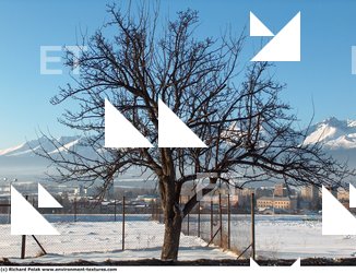 Photo Texture of Trees