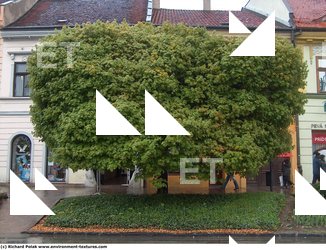 Photo Texture of Trees