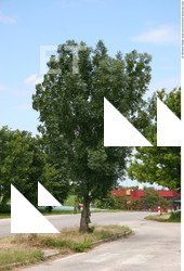 Photo Textures of Trees