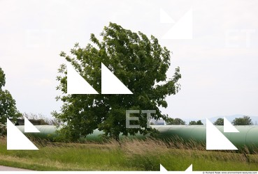 Photo Texture of Trees