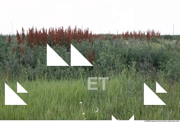 Plant Fields