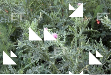 Plant Fields