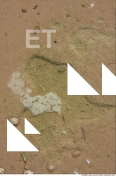 Photo Texture of Water Plant