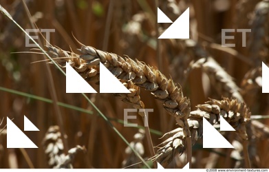 Plant Fields