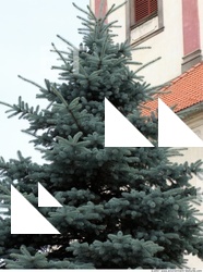 Trees