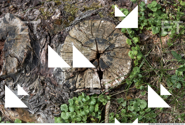 Trees Bark