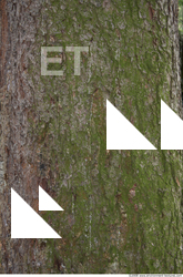 Trees Bark