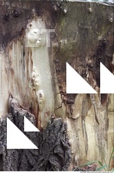 Trees Bark