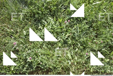 Grass