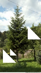 Trees