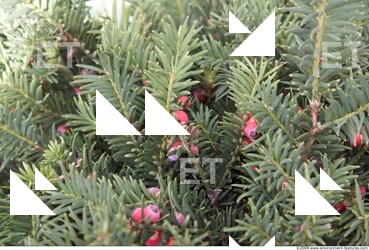 Trees