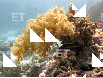 Inspiration Coral