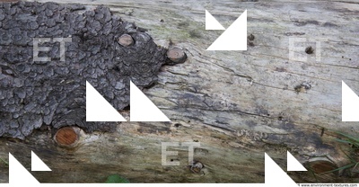 Trees Bark