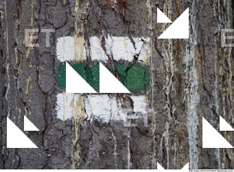 Trees Bark