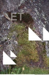 Trees Bark