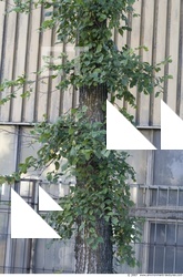 Trees Bark