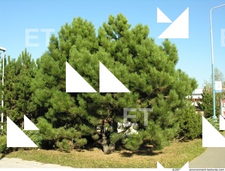 Trees