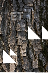 Trees Bark