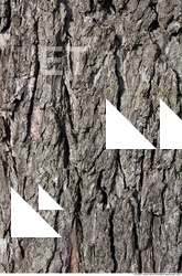 Trees Bark