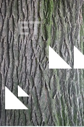 Trees Bark