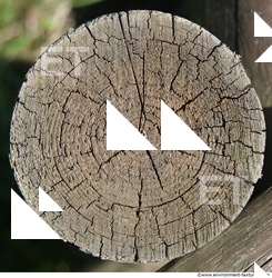 Photo Textures of Wood