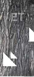 Tree Bark