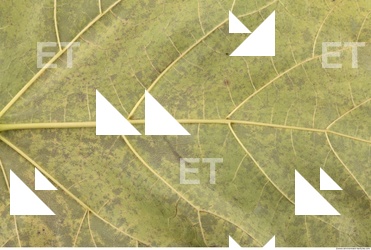 Leaves Texture